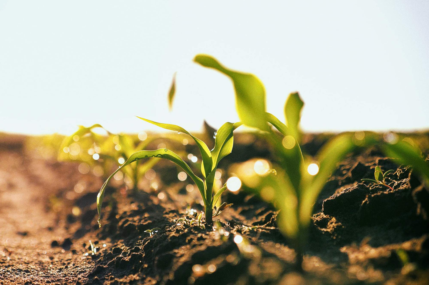 株式会社Maazel Corporation会社概要