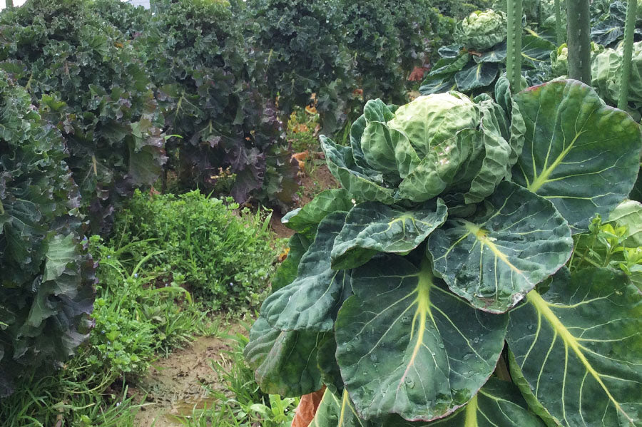 混ぜ合わせるという特性を活かして、規格外野菜も積極的に活用しております
